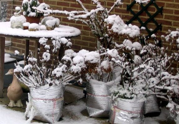 How To Protect Potted Plants from Freezing In Winter