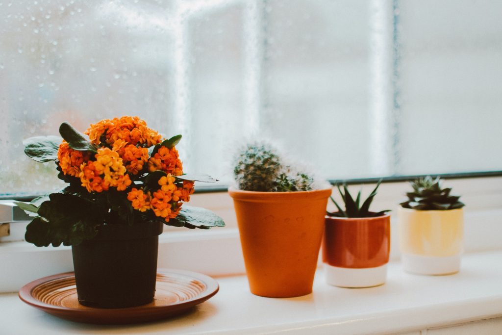 Potted Plants 