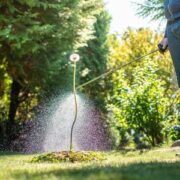 Does Vinegar Kill Weeds Permanently?