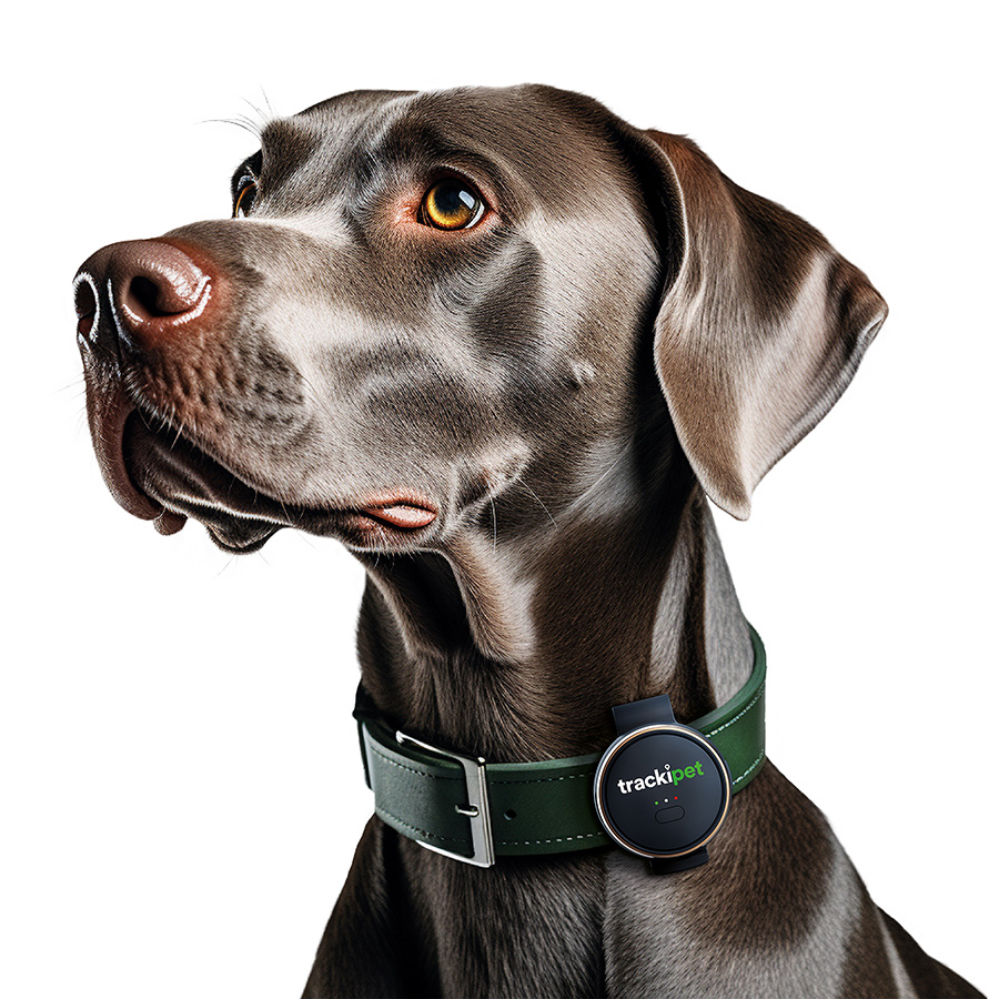 Trackipet 4G GPS Dog Tracker