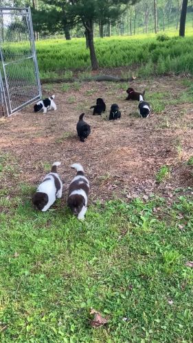 AKC Newfoundlands