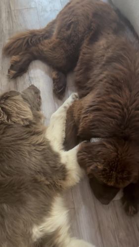 Tank - AKC Newfoundland Puppies