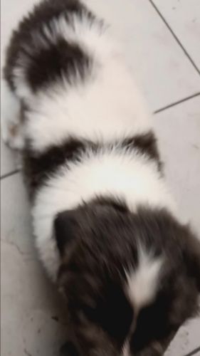 Newfoundland puppies for sale