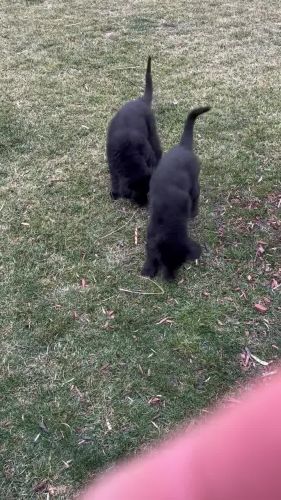 Newfoundland Male Puppies