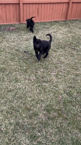 Newfoundland Male Puppies