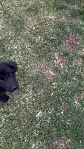 Newfoundland Male Puppies