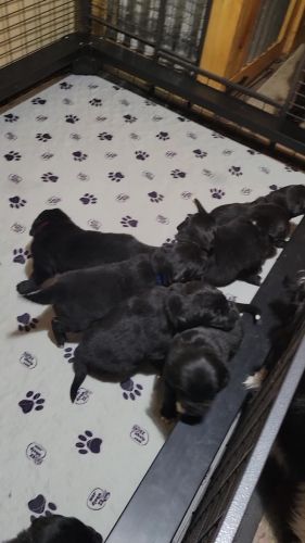 Newfoundland Puppies