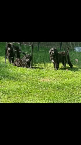 Newfypoo’s Newfoundland/standard poodle