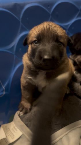 Caucasian Ovcharka/ German Shepard mix puppies XXXL