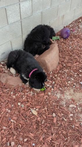 AKC Newfoundland Puppies Available