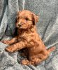 Mini Aussie Doodle mini Labradoodle Mix