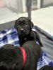 Cane Corso Puppies