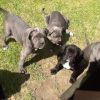 Cane Corso Puppies - For Sale Ready For A New Home