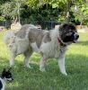 4 year old female Caucasian Shepherd