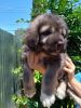 Caucasian Shepherd Puppies