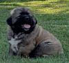 Caucasian ovcharka puppies for sale