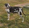 Great Dane Puppies