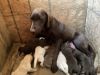 Puppies for sale in Quincy Michigan