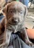 AKC Registered Labrador retrievers