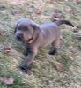 AKC Labrador Retrievers