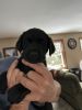 AKC Black Lab