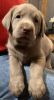 AKC Labrador retrievers