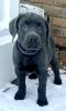 AKC Registered Labrador retriever