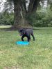 Black lab puppies