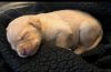 AKC Labrador Puppies