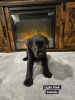 AKC Black Labrador Retrievers