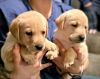 Yellow Lab Puppies