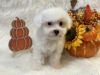 MALTIPOO PUPPY