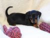 ** 1 Stunning Mini Dachshund Boy Puppy Forsale**