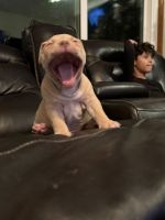 American Bulldog Puppies for sale in Dumfries, Virginia. price: $1,500