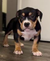 American Bully Puppies for sale in Indianapolis, Indiana. price: $2,000