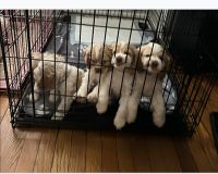 American Cocker Spaniel Puppies for sale in Newark, New Jersey. price: $35,003,000