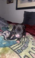 American Pit Bull Terrier Puppies for sale in Indianapolis, Indiana. price: $400