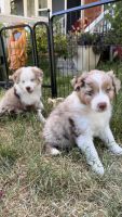 Australian Cattle Dog Puppies for sale in Nevada City, California. price: $1,500