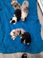 Australian Shepherd Puppies for sale in Pahrump, Nevada. price: $500