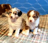 Australian Shepherd Puppies for sale in Red Oak, Texas. price: NA