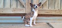 Basenji Puppies for sale in Dallas, TX, USA. price: $1,200