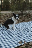 Basenji Puppies for sale in Dallas, TX, USA. price: $1,200