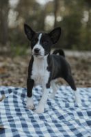 Basenji Puppies for sale in Dallas, TX, USA. price: $1,200