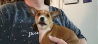 Basenji Puppies for sale in Dallas, TX, USA. price: $1,200