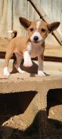 Basenji Puppies for sale in Dallas, TX, USA. price: NA