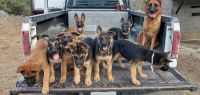 Belgian Shepherd Dog (Malinois) Puppies for sale in Spring Branch, Texas. price: $500