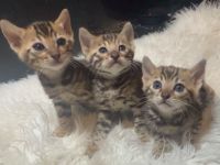 Bengal Cats for sale in Plattsburgh, New York. price: $1,500