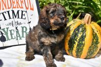 Bernedoodle Puppies for sale in Tallmadge, Ohio. price: $1,500