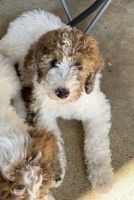 Bernedoodle Puppies for sale in Nashville, Indiana. price: $800