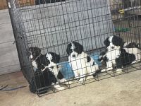 Bernedoodle Puppies for sale in Rushville, Illinois. price: $500